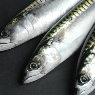 Boston Mackerel