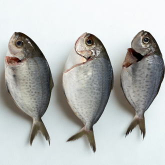 Butterfish Cleaned - Frozen Whole