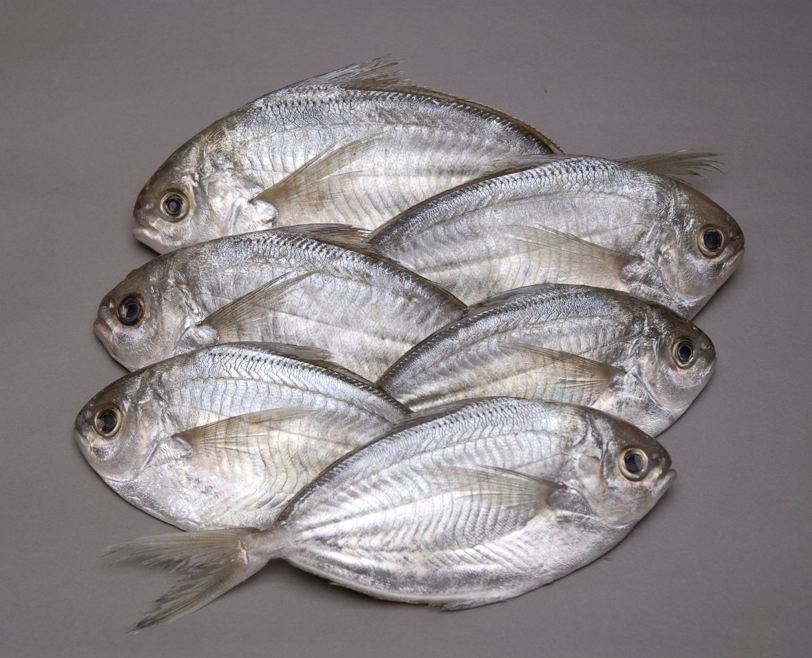 Butterfish - Whole Fresh