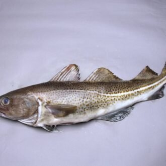 Cod - Whole Fish