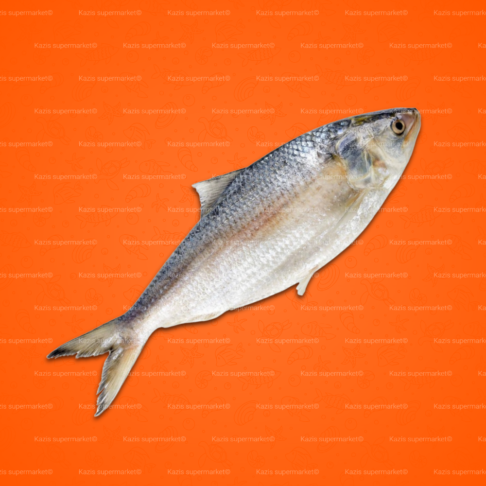 Deshi Hilsha Fish