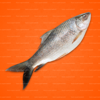 Rui Fish