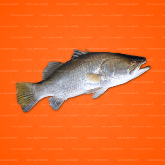 Koral Fish Tasa